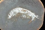 Fossil Syncarid Shrimp (Acanthotelson) Nodule Pos/Neg - Illinois #120957-2